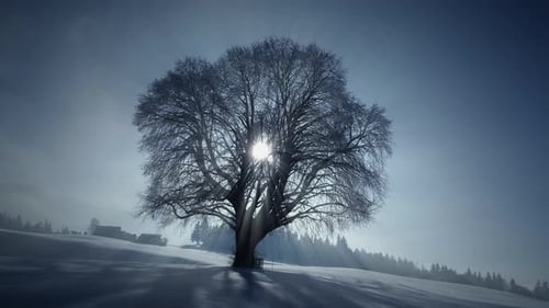 Silhouette eines einzelnen Baumes in der Winterschneelandschaft im Freien