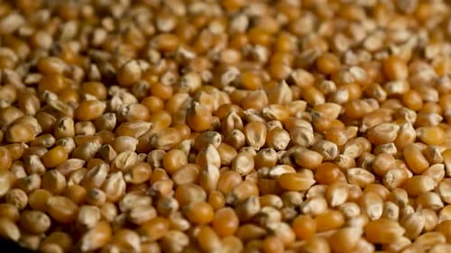 Grains de maïs séchés étalés sur un plateau rotatif — Glose Up Food Shot