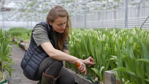 Fleuriste récoltant des tulipes dans une serre Commerciale