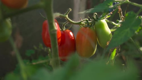 Homegrown tomatoes in the greenhouse. close-up