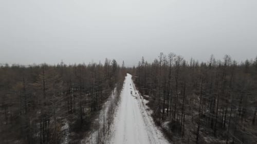 First Snow Blankets the Quiet Forest Road in the Early Morning Light of Winter