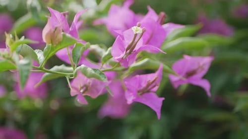 Close Up of Bougainvillea Flowers