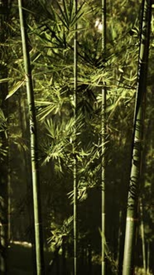 Vertical Video of Flourish Bamboo Forest with Glorious Morning Sunshine