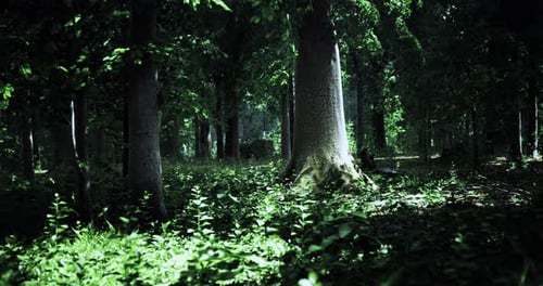 Sunlight Filters Through the Lush Green Canopy in a Serene Forest Clearing