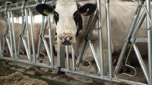 Cows on a diary farm eating. Cattle of cows