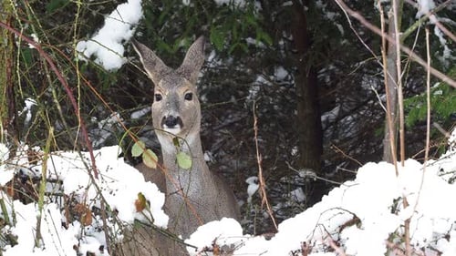 Wild roe deer in winter forest. Capreolus capreolus.