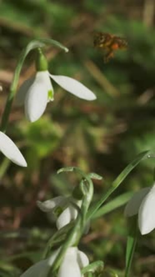 Snowdrops in spring forest