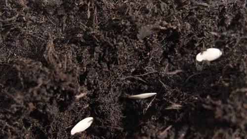 Extreme close-up of cucumber seeds rotating within loose soil, highlighting organic textures.