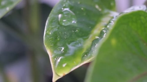 Close Up of Wet Green Leaves During Rain