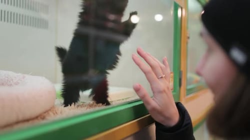 Woman Playing with Japanese Spitz in Pet Shop