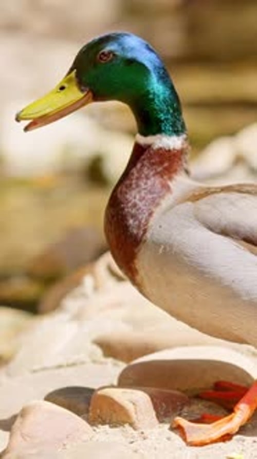 Male Mallard Duck Standing on a Sandy Riverbank