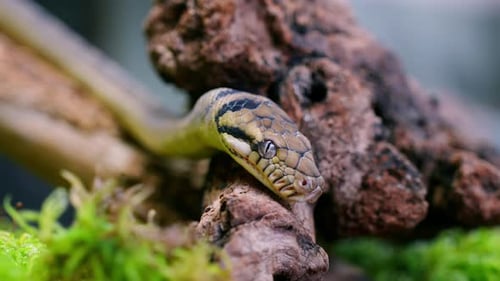 Close Up of a Patterned Snake on a Log