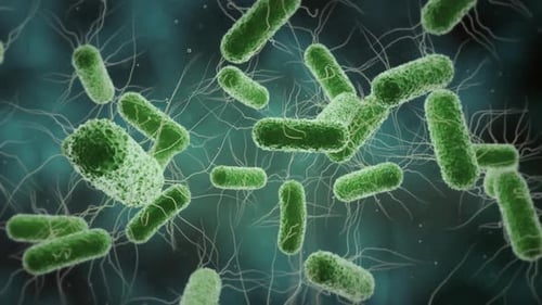 Animated Microscopic Bacteria Moving in Fluid Environment