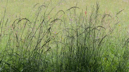 Lush Meadow with Swaying Grass and Wildflowers