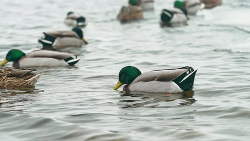 Ducks Swimming and Foraging in a Lake