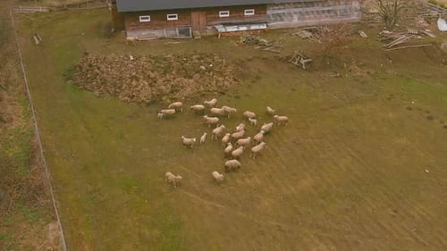 Aerial View of Sheep Grazing in Rural Pasture