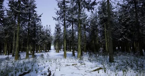 Winter Landscape with Snow Covered Forest and Tall Evergreen Trees