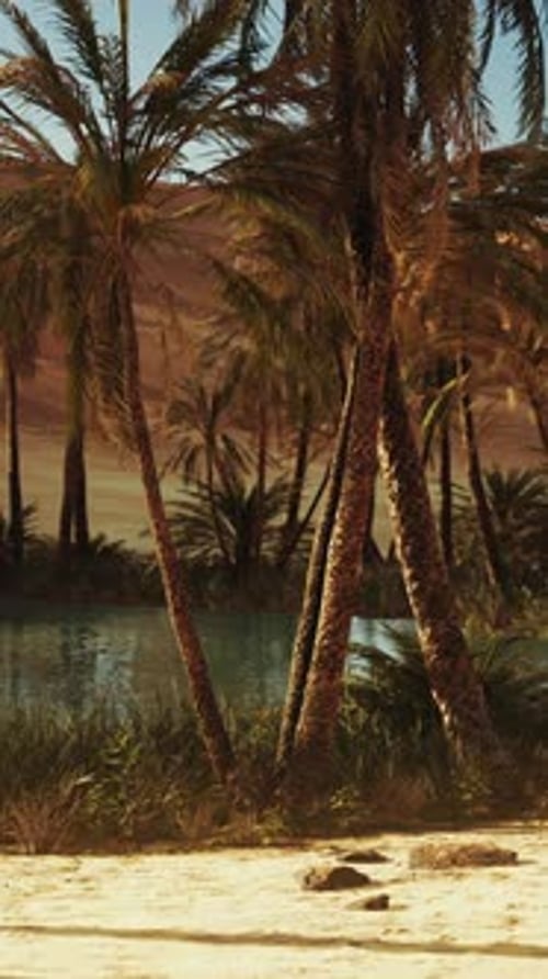 Oasis in Hot Sahara Desert