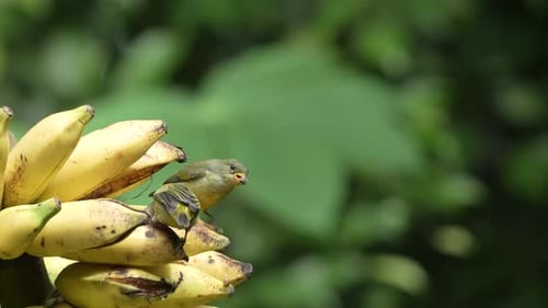 Orange-bellied flowerpecker birds eating bananas in the garden with copy space. Outdoor animal video