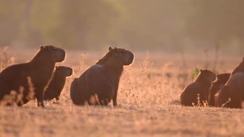 Capybaras Resting in a Field at Sunrise