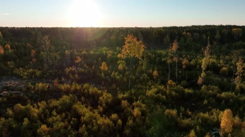 Rotating aerial view of reforested part of forest after destruction, preventing global warming conce