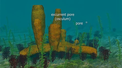 Anatomy Of A Sponge