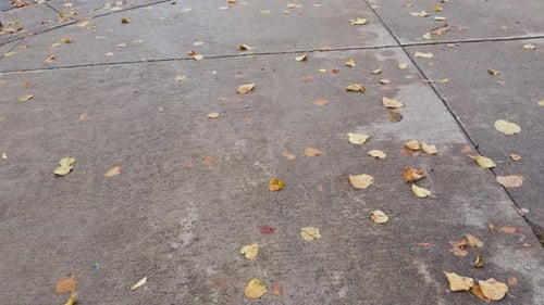Falling Autumn Leaves Windy City Sidewalk Halifax Nova Scotia Canada