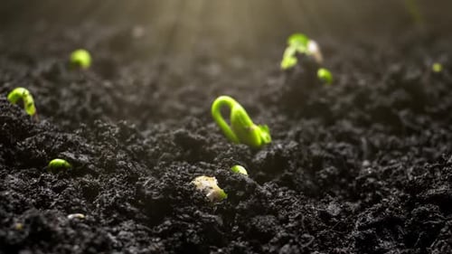 Plants Growing in Wet Soil Growing Herb in a Greenhouse Natural Agriculture in Time Lapse