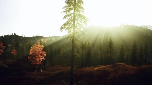Panorama extérieur paisible avec des pins brillants et une lumière du jour douce