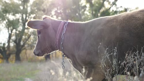 Cow Grazing Peacefully in a Sunny Field