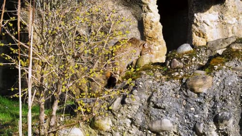 big cat exploring the nature, european wildcat (Felis silvestris silvestris) walking on rock in the