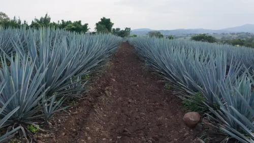 Agave field in Tequila, Mexico 11