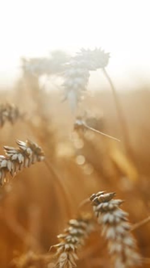 Macro View of Ripe Golden Ear of Wheat or Rye in Harvesting Season in Farmland Closeup Vertical