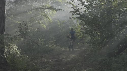 Cyclist in the Forest A Man on a Bicycle Through a Leafy Forest in the Morning