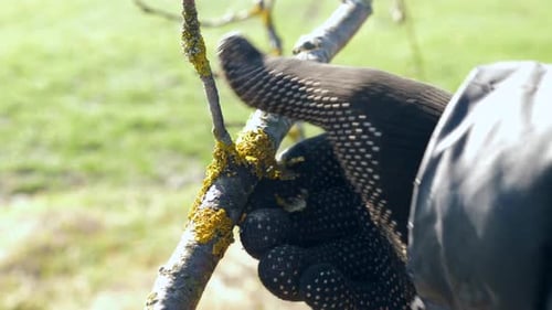 04, Der Obstbaum wird von Flechten gereinigt. Gartenkonzept