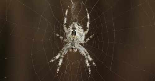 Spider Sitting on Web in Close Up Shot