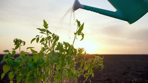 Farmer Man with Watering Can Watering Plants at Field Sunset Harvesting Farming Seedling Planting