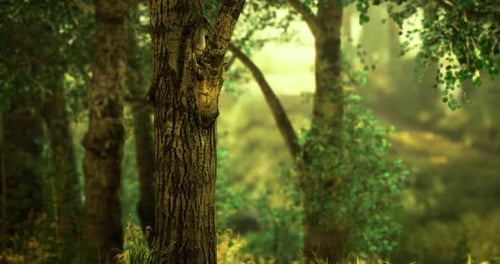 Lush Green Forest with Towering Trees and Vibrant Flora in Sunlight