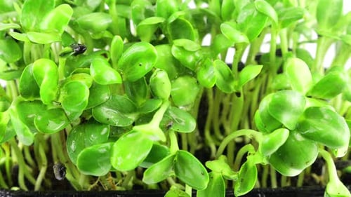 Close Up of Microgreens Being Sprayed with Water