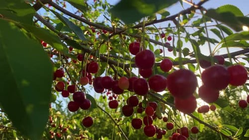Cherry orchard during summertime, adorned with trees abundantly laden with ripe cherries