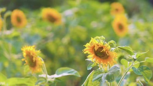 Paar Sonnenblumen, die im welligen Wind tanzen, verschwommener Hintergrund.