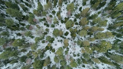 Aerial Top Down View Winter Forest Evergreen Trees on the Snow Amazing Winter Landscape