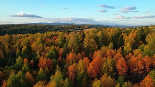 Picturesque Autumn Forest with Colorful Trees Aerial View
