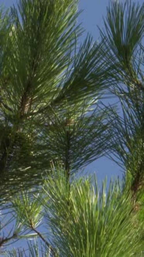 Lush Green Pine Needles Against a Blue Sky