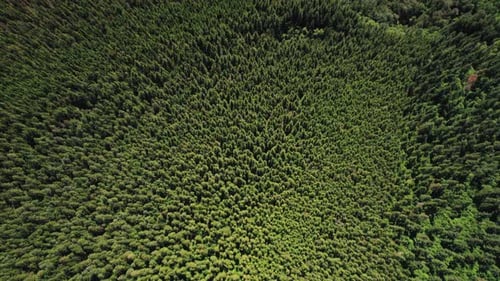 Rotating Top View On Dense Forest Of Evergreen Trees