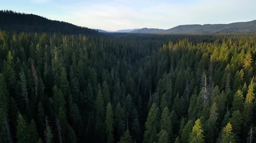Flying over a forest in Oregon