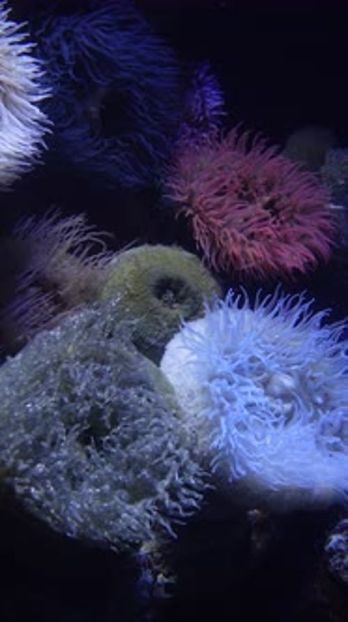 Coral Reef Marine Underwater Vertical Video 4k