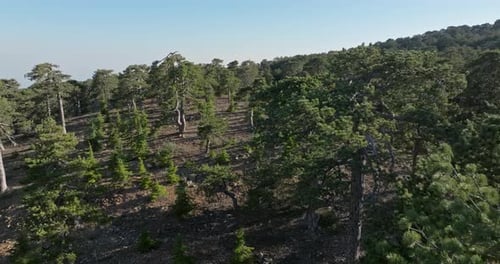 Aerial View of a Beautiful Pine Forest in the Mountains