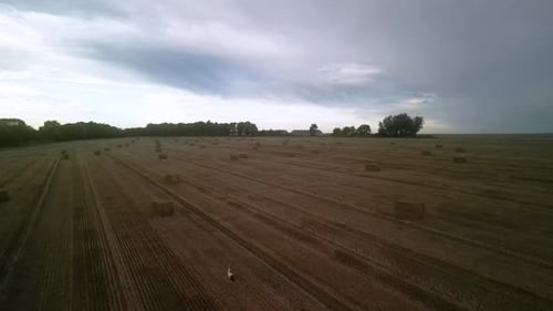 Yellow field with harvested wheat and hay bales. Aerial view of the field with square bales