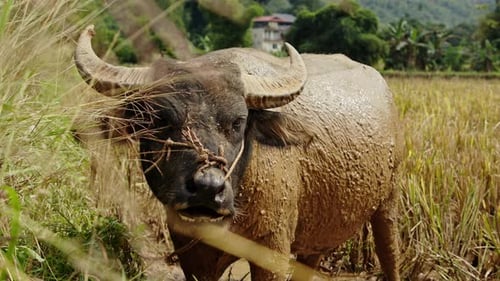 Water buffalo grazes in golden rice field with lush hills and distant houses under clear blue sky